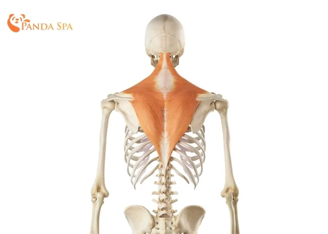 neck and shoulder massage